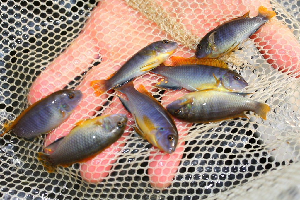 馬鯛 超級紅雞 Labidochromis sp. Hongi &apos;Super Red&apos; (5).JPG