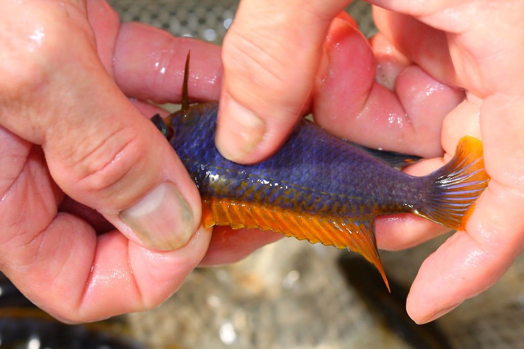 馬鯛 超級紅雞 Labidochromis sp. Hongi &apos;Super Red&apos; (9).JPG