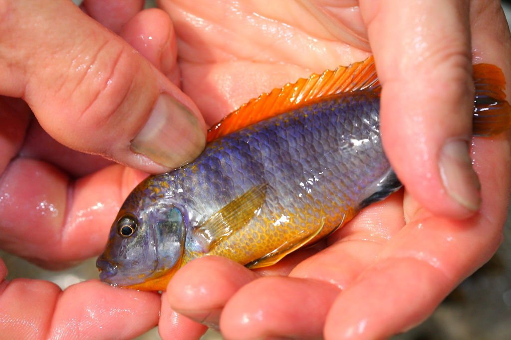 馬鯛 超級紅雞 Labidochromis sp. Hongi &apos;Super Red&apos; (10).JPG