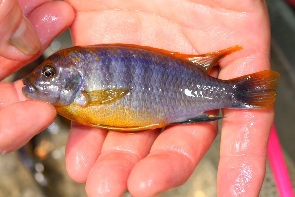 馬鯛 超級紅雞 Labidochromis sp. Hongi &apos;Super Red&apos; (11).JPG