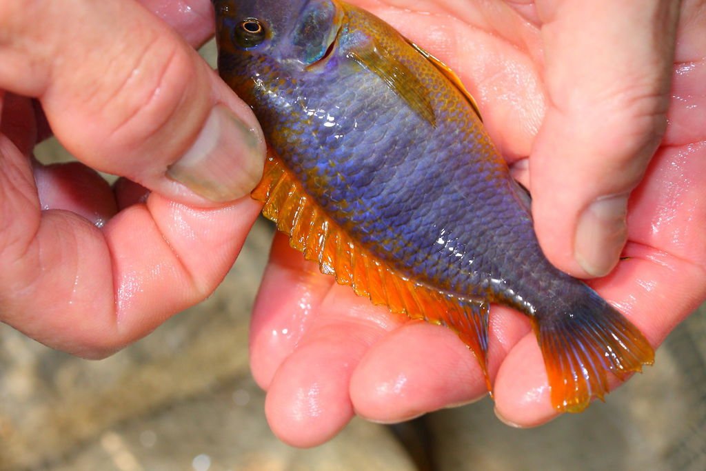 馬鯛 超級紅雞 Labidochromis sp. Hongi &apos;Super Red&apos; (12).JPG