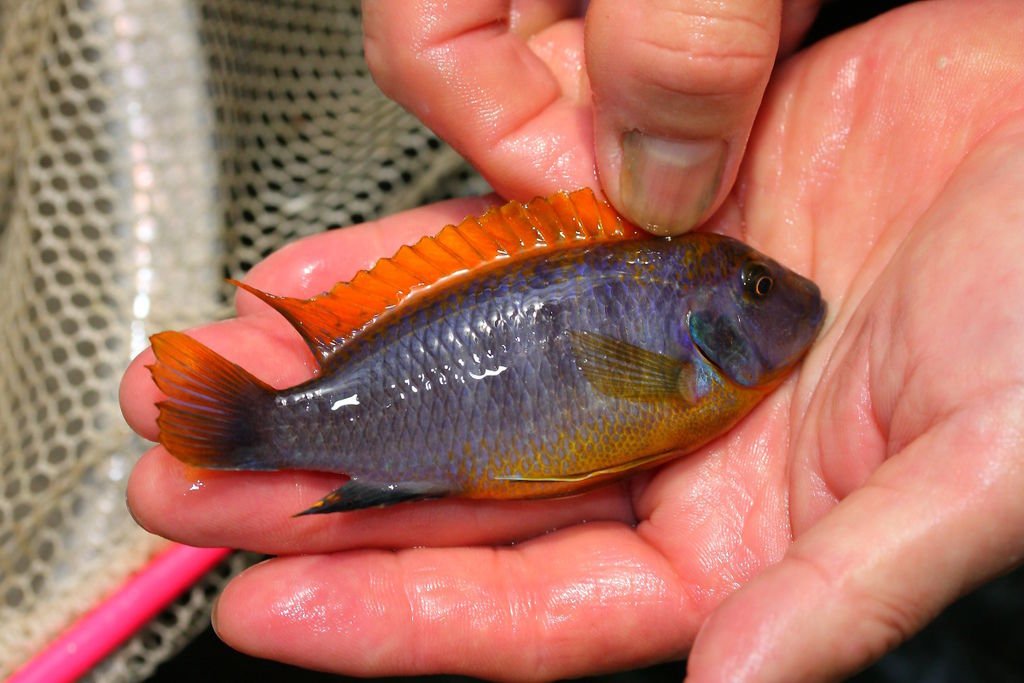 馬鯛 超級紅雞 Labidochromis sp. Hongi &apos;Super Red&apos; (13).JPG