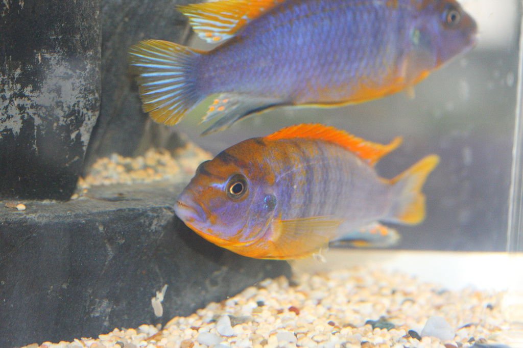 馬鯛 超級紅雞 Labidochromis sp. Hongi &apos;Super Red&apos; (14).JPG