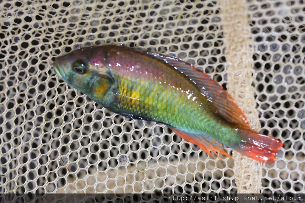 維鯛 火背天使 Haplochromis sp. &apos;Flameback&apos; (9).JPG