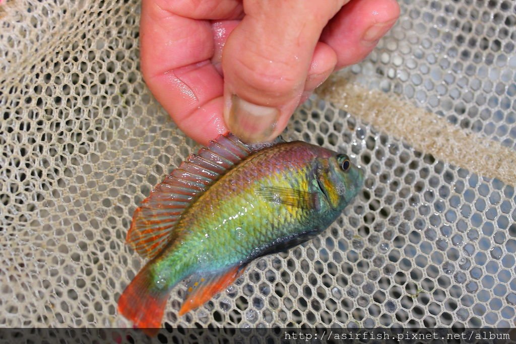 維鯛 火背天使 Haplochromis sp. &apos;Flameback&apos; (10).JPG