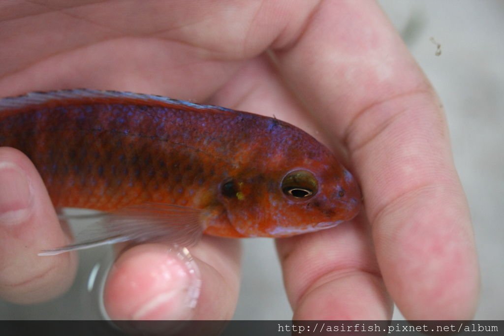 奇倫巴勾鼻 Labeotropheus trewavasae chilumba
