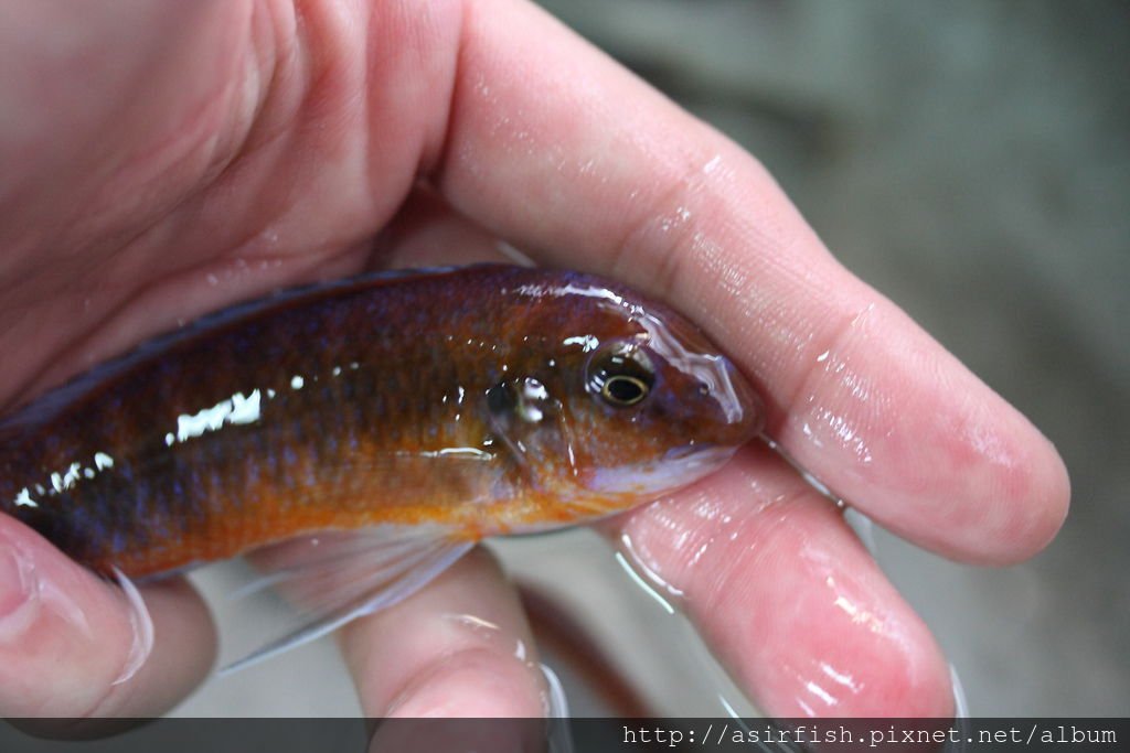奇倫巴勾鼻 Labeotropheus trewavasae chilumba
