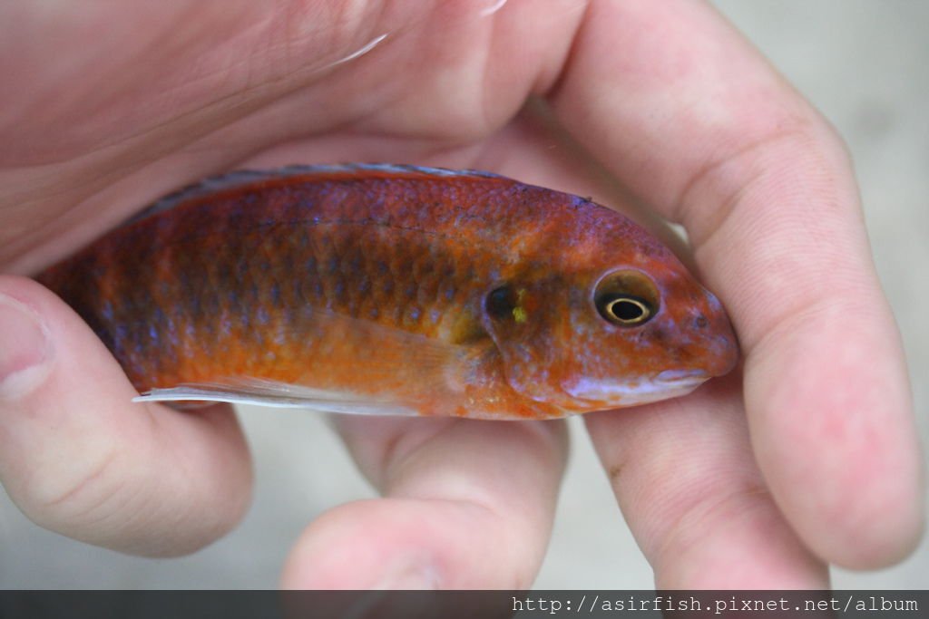 奇倫巴勾鼻 Labeotropheus trewavasae chilumba