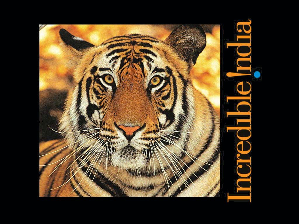 tigerincredibleindia_1024