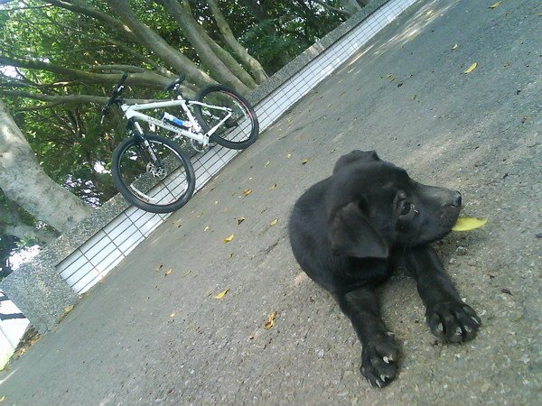 五酒桶三犬000.JPG