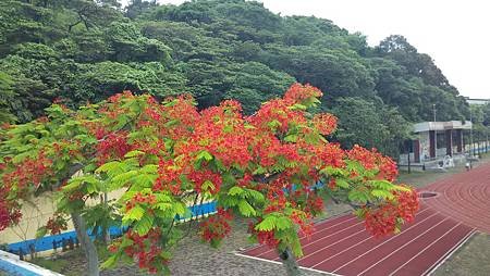 20150526鳳凰花-5