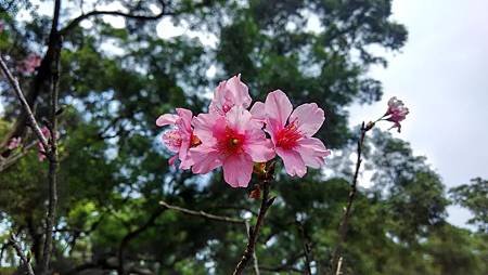 20160407路邊花草-8