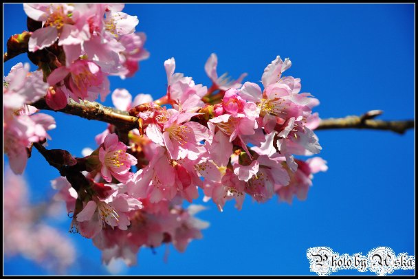 DSC_2509.jpg