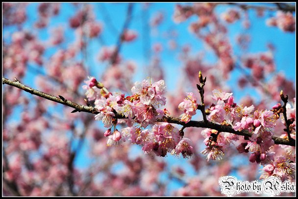 DSC_2486.jpg