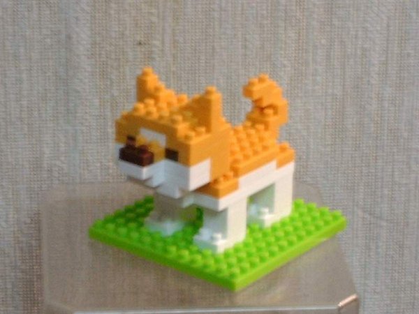 柴犬