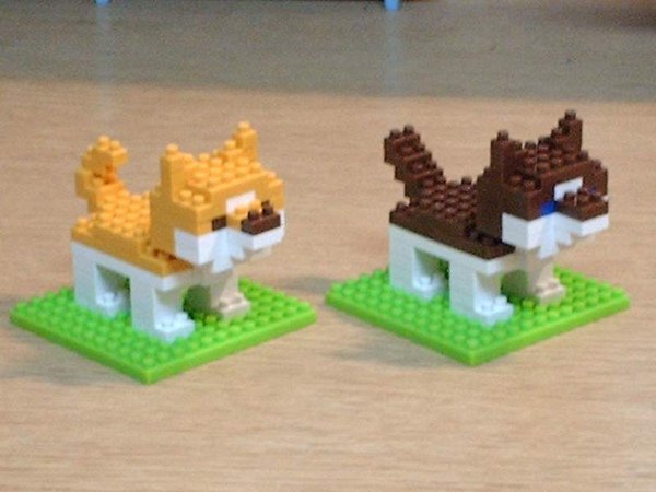 柴犬與棕色柴犬