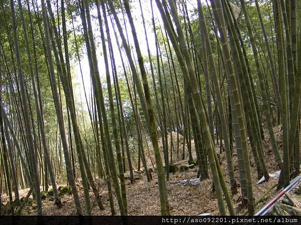 2015030715林間的步道