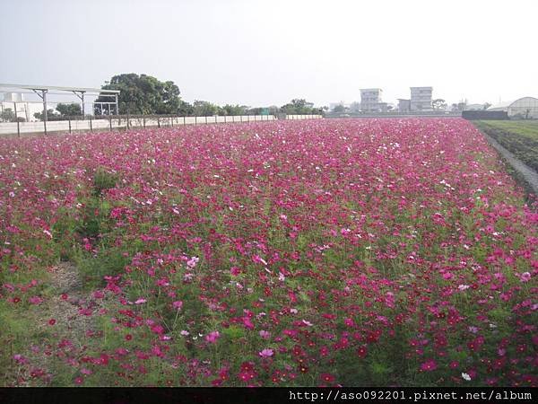 2015121804紫色的花海