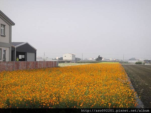 2015121809橘色花海