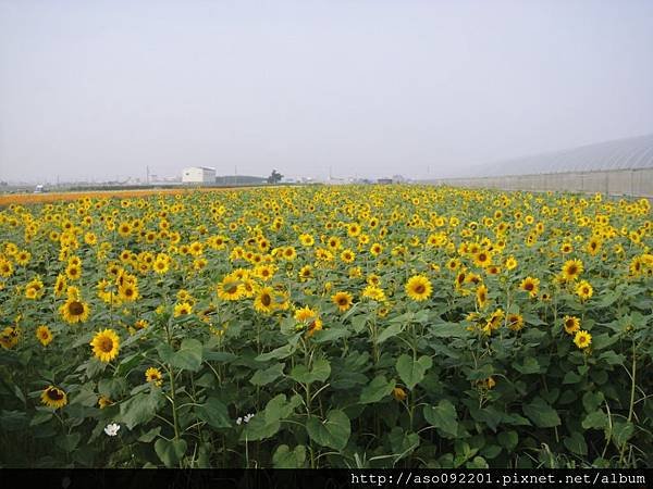 2015121817向日葵花海