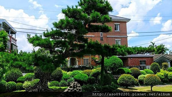 2017010842黑松