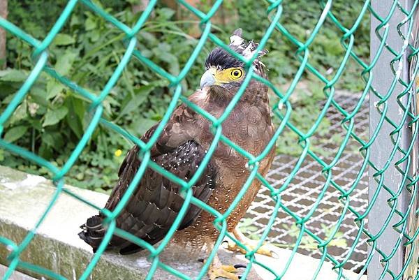 森林鳥花園18