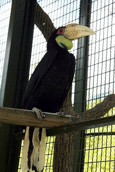 森林鳥花園8