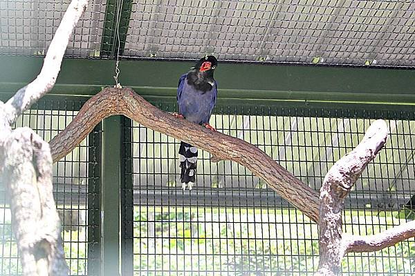 森林鳥花園10