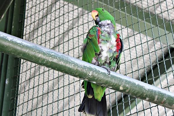 森林鳥花園9