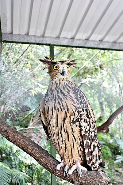 森林鳥花園31