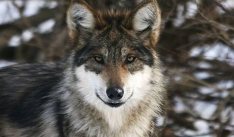 wolf