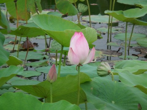 DSCF0167.JPG