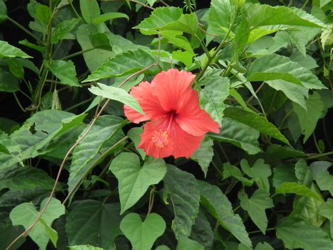 DSCF0175.JPG
