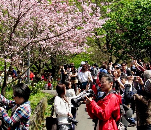 陽明山花季2013_1.jpg