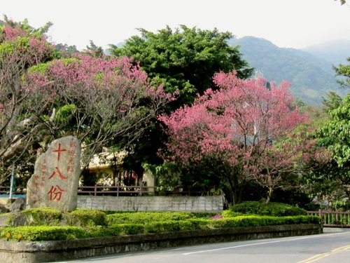 陽明山花季2013_12.jpg