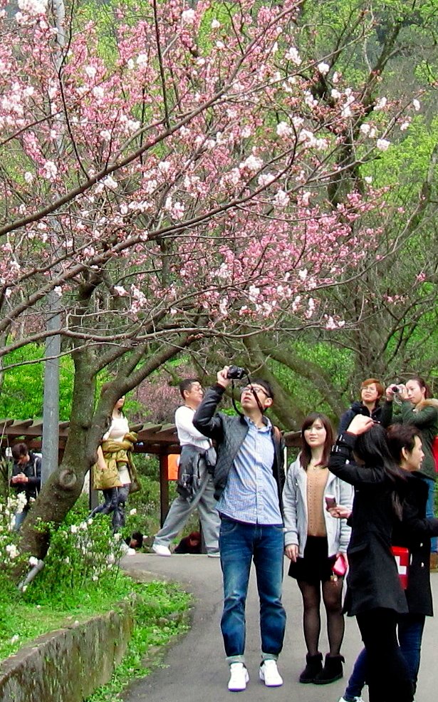 陽明山花季2013_19.JPG