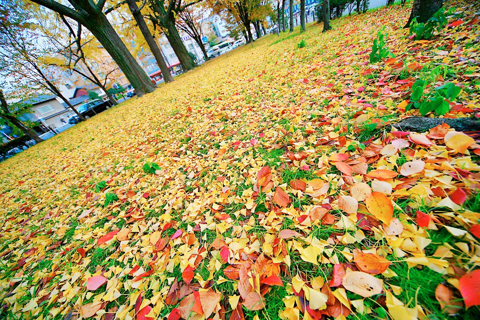 6-web--東本願銀杏.jpg