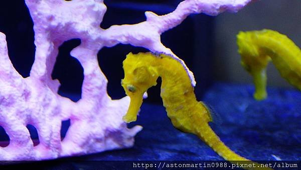 〔水族開箱〕輕鬆養魚缸(智慧排汙魚缸)---海馬飼養篇