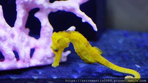 〔水族開箱〕輕鬆養魚缸(智慧排汙魚缸)---海馬飼養篇