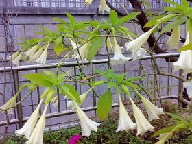 尖石加油站一旁美麗曼陀羅