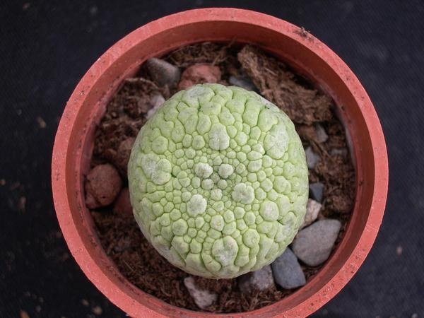 Pseudolithos 1