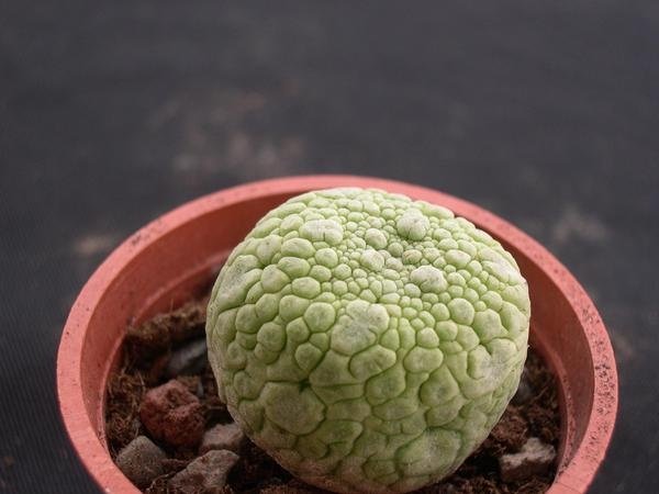 Pseudolithos 2