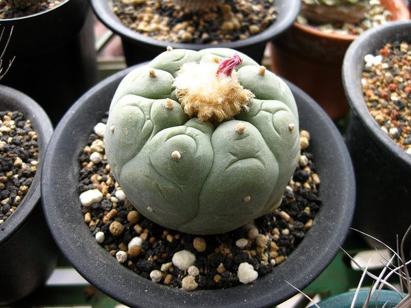 Lophophora fricii