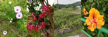 【週末行山路線】香港的迷你千島湖-大欖涌水塘