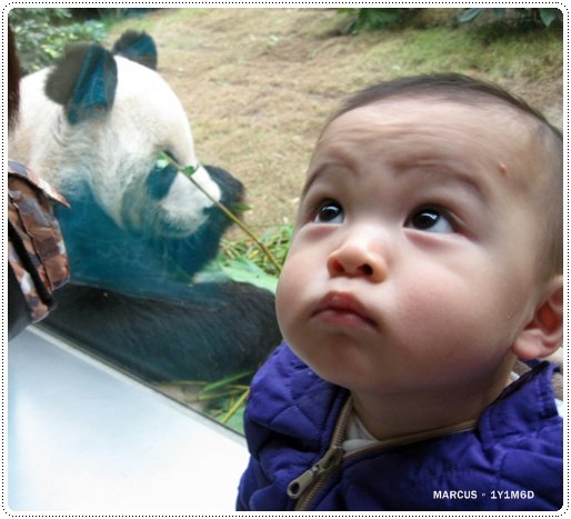 ocean park 365.jpg