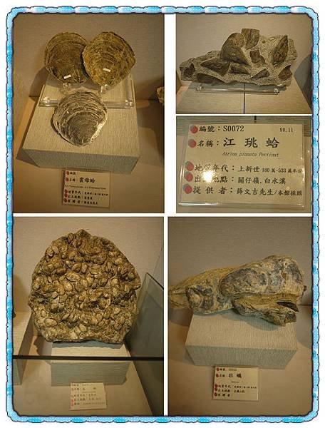 008 一堆蛤.jpg