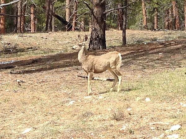 Mule Deer