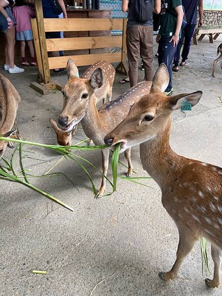 屏東水族館_210527_194.jpg