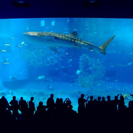 沖繩-水族館