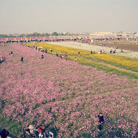 花海